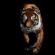 Shirt noir Tiger pour homme et femme