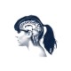 Shirt Cerveau anatomie blanc pour homme et femme