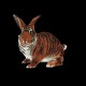 Shirt Rabbit tiger noir pour homme et femme
