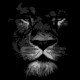 Shirt Lion noir pour homme et femme