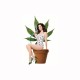 Shirt Weeds nancy botwin blanc pour homme et femme